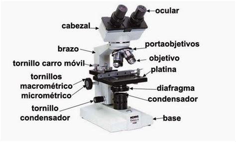 Laboratorio de ciencias: La ciencia del microscopio  p.3