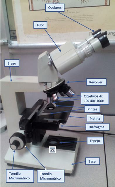 Laboratorio de ciencias naturales en casa, un blog para ...