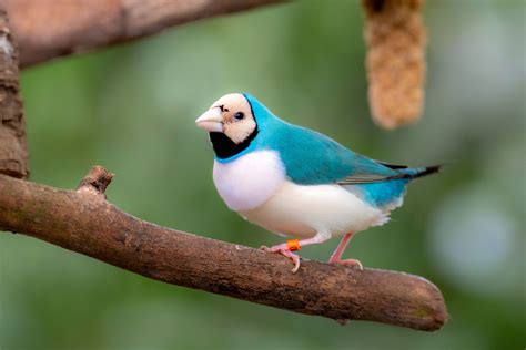 Lady Gouldian Finch   Blue back | Finches bird, Pet birds ...