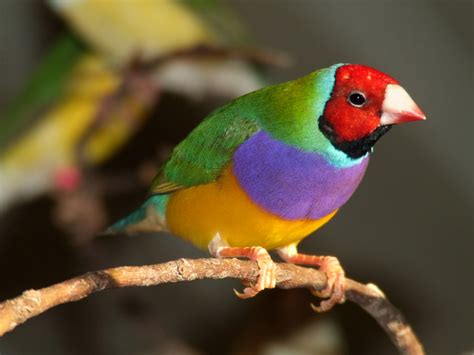 Lady Gouldian Finch | Fascinating Animals