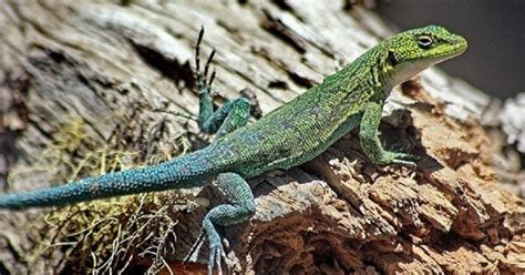 Lagartijas: datos curiosos que no sabes sobre estos reptiles ...
