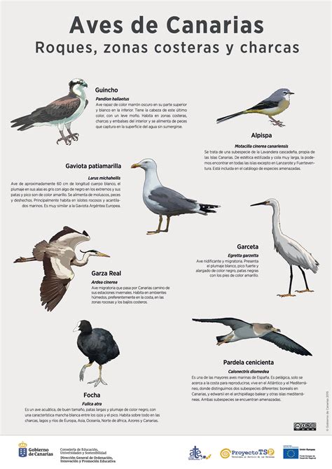 Lámina: Aves de roques, zonas costeras y charcas » Recursos educativos ...