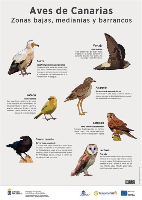 Lámina: aves de zona bajas » Recursos educativos digitales