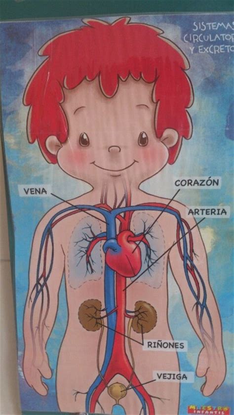 Lamina del sistema circulatorio y excretor | Educación ...
