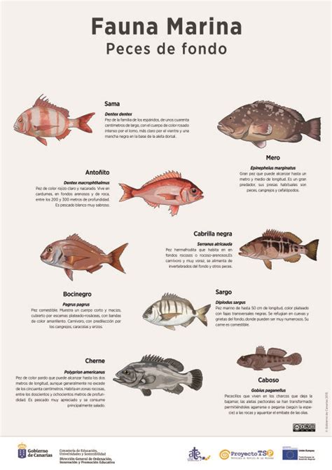 Lámina: Fauna marina, peces de fondo 1 » Recursos ...