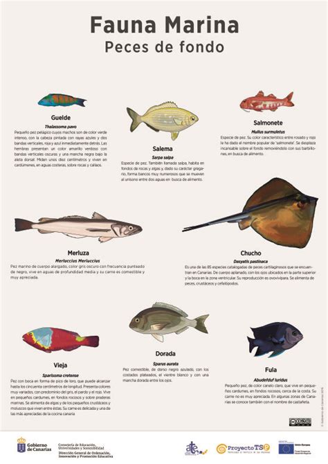 Lámina: fauna marina, peces de fondo 2 » Recursos ...