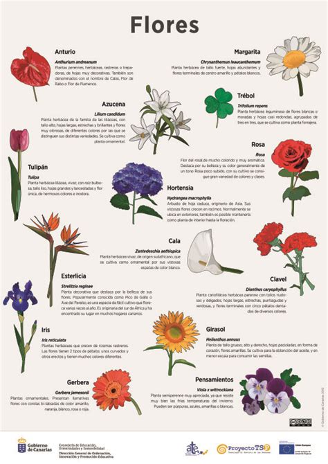 Lámina: Flores | Recursos educativos digitales