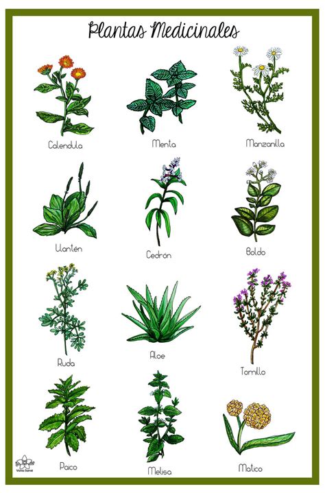 Lámina Plantas Medicinales | Vania Sarret | Flickr