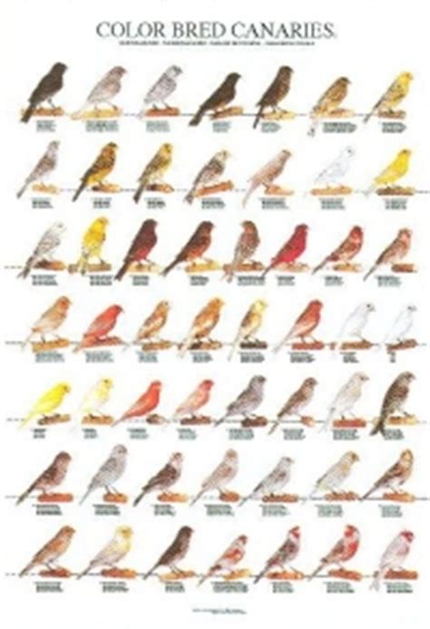 Laminated African & South American Finch Posters | Laraine ...