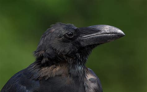 Large billed crow   Wikipedia
