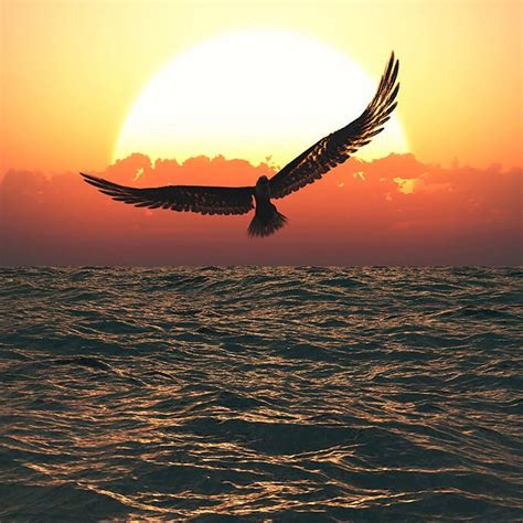 Large Bird flying over the ocean at sunset image   Free ...