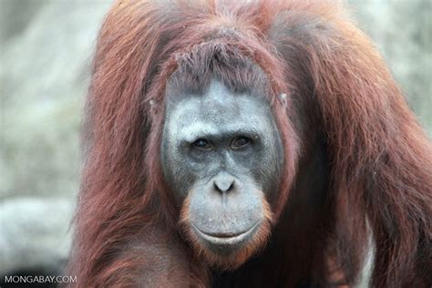 Large Orangutan Looking into Camera [kalimantan_0422]