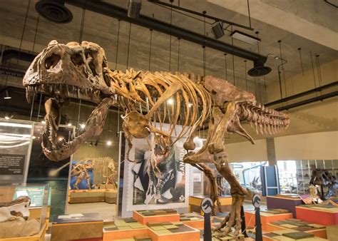 Largest T rex is Described from Canada   Fossil News   The ...