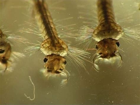 Larvas de mosquitos: Conoce su hábitat, de qué se alimenta y más