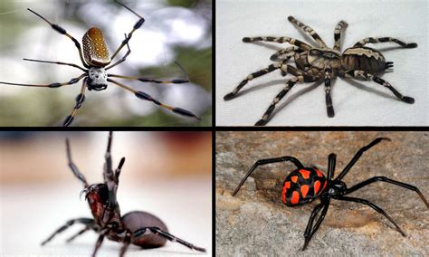 Las 10 arañas más peligrosas y temidas del mundo   CABROWORLD
