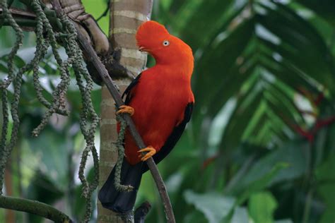 Las 10 aves emblemáticas de Perú que debes conocer | Noticias | Agencia ...