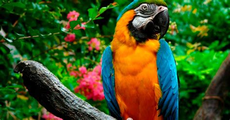 Las 10 aves exóticas más hermosas del mundo   e Consejos