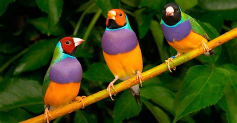 Las 10 aves exóticas más hermosas del mundo   e Consejos