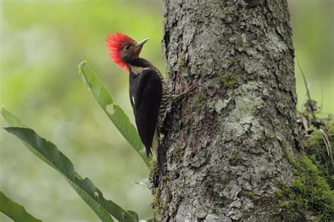 Las 10 aves más amenazadas por la deforestación en Paraguay ...