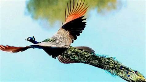 Las 10 Aves Mas Bella y Coloridas YouTube