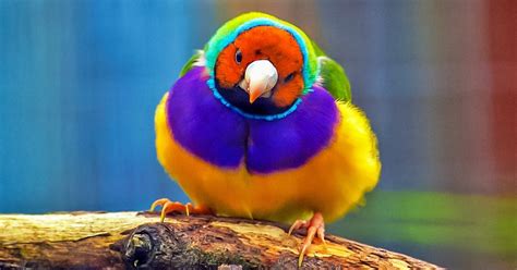 Las 10 aves más coloridas del mundo