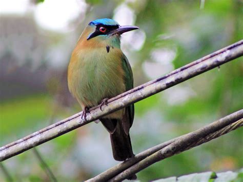 Las 10 aves más hermosas que habitan en Nuevo León ...