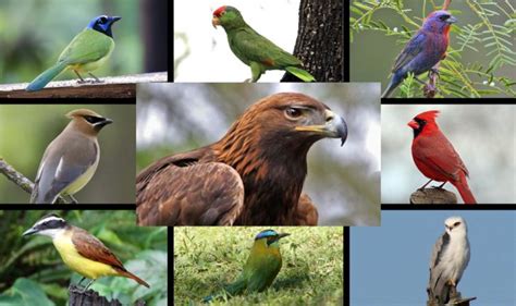 Las 10 aves más hermosas que habitan en Nuevo León ...