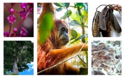 Las 10 especies de animales descubiertas en 2019 ...