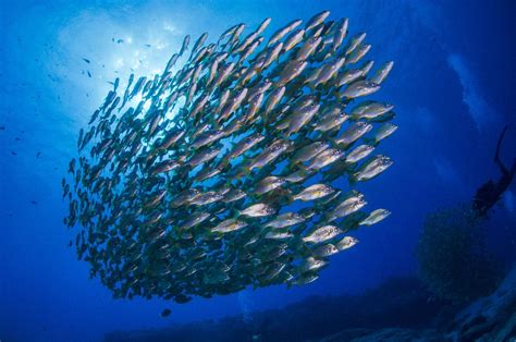 Las 10 especies de peces más curiosas de Canarias