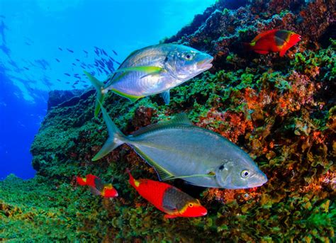 Las 10 especies de peces más curiosas de Canarias