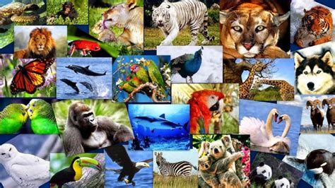 Las 10 especies más amenazadas de peligro de extinción