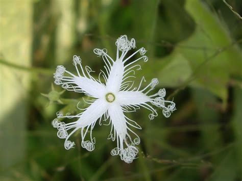 Las 10 flores mas raras del mundo de los cactus  y otras ...