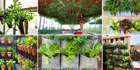 Las 10 hortalizas y plantas perfectas para utilizar en ...