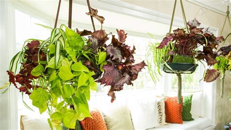 Las 10 mejores plantas colgantes para interiores