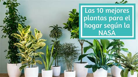 Las 10 mejores plantas para el hogar según la NASA   YouTube