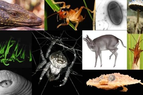 Las 10 nuevas especies más singulares del año | Ciencia ...