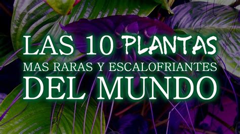 Las 10 Plantas Mas Raras del Mundo   YouTube