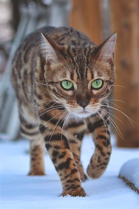 Las 10 razas de gatos más bonitas del mundo | Fresqui