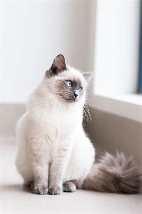 Las 10 razas de gatos más bonitas del mundo | Fresqui