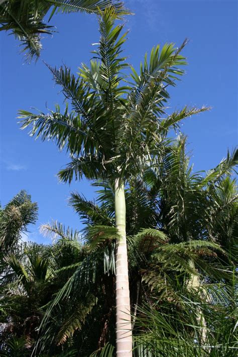 Las 11 palmeras más utilizadas en paisajismo y jardinería