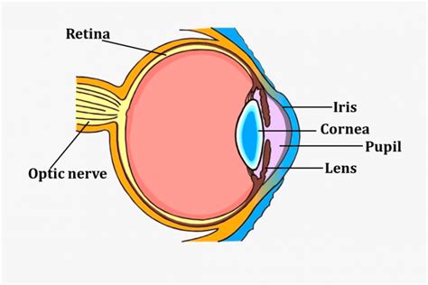 Las 11 partes del ojo humano  y sus características