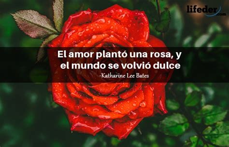 Las 110 mejores frases de rosas  muy románticas