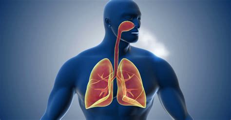 Las 12 partes del sistema respiratorio  características y funciones