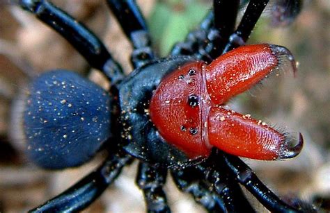 Las 13 arañas venenosas más peligrosas del mundo ...