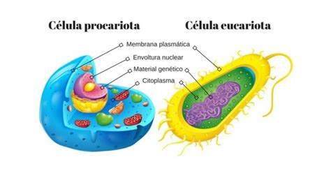Las 13 diferencias entre célula eucariota y procariota