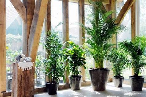 Las 13 mejores plantas de interior  limpian el aire y son ...