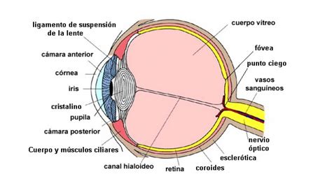 Las 13 partes del ojo humano: cuáles son y sus funciones