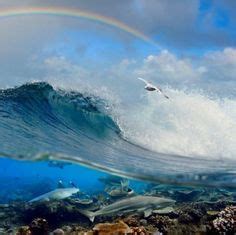 Las 130 mejores imágenes de Fotos espectaculares marinas ...