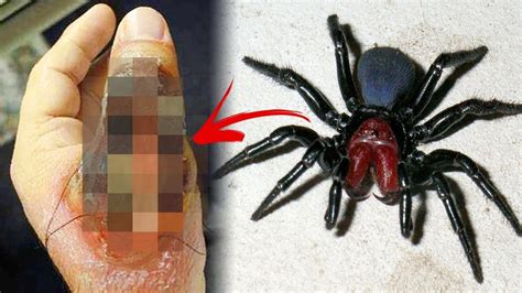 Las 14 arañas más venenosas y peligrosas del mundo