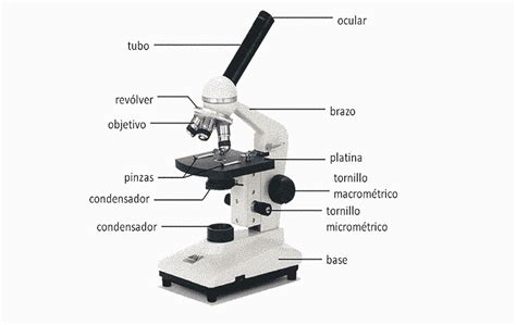 Las 14 partes de un microscopio  y sus funciones